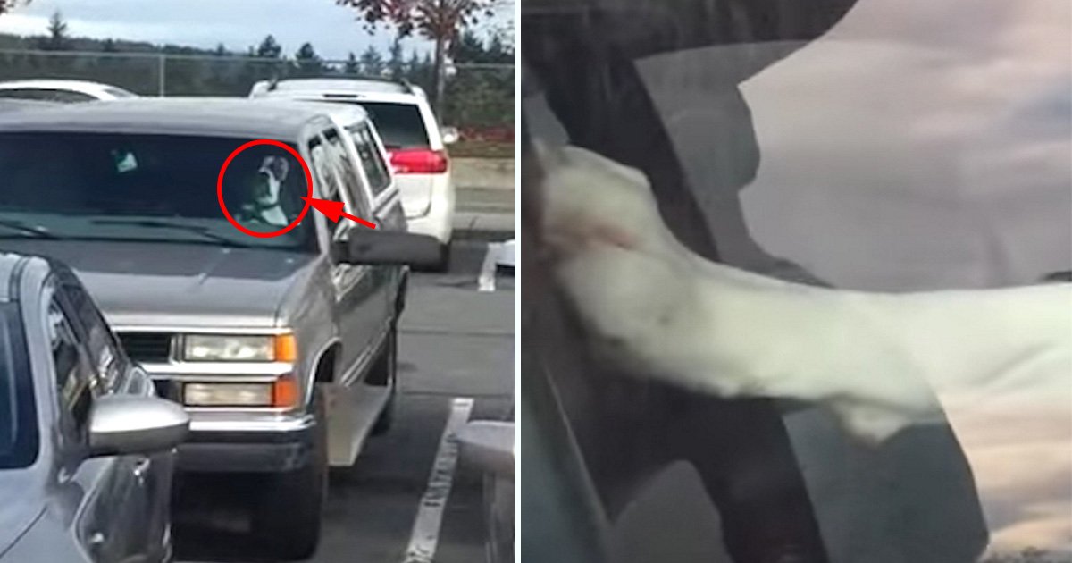 ec8db8eb84ac7 2.jpg?resize=412,275 - Homem deixa cachorro no carro enquanto vai ao supermercado; ao voltar, depara-se com cena inusitada e o registro viraliza na Internet