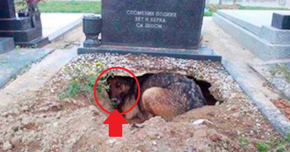 eca09cebaaa9 ec9786ec9d8c 126.png?resize=1200,630 - Cachorro dormia em cima do túmulo de seu falecido dono, mas havia um motivo inacreditável por trás desse ato