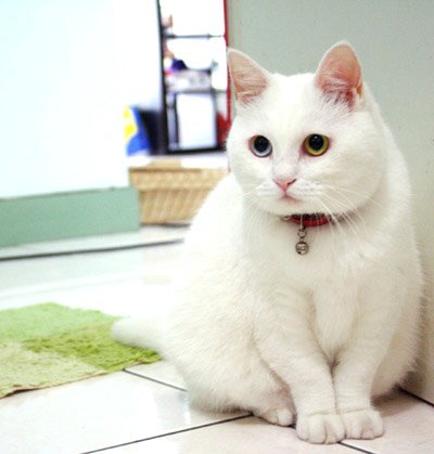 特徴や性格は 日本猫の種類まとめ Hachibachi