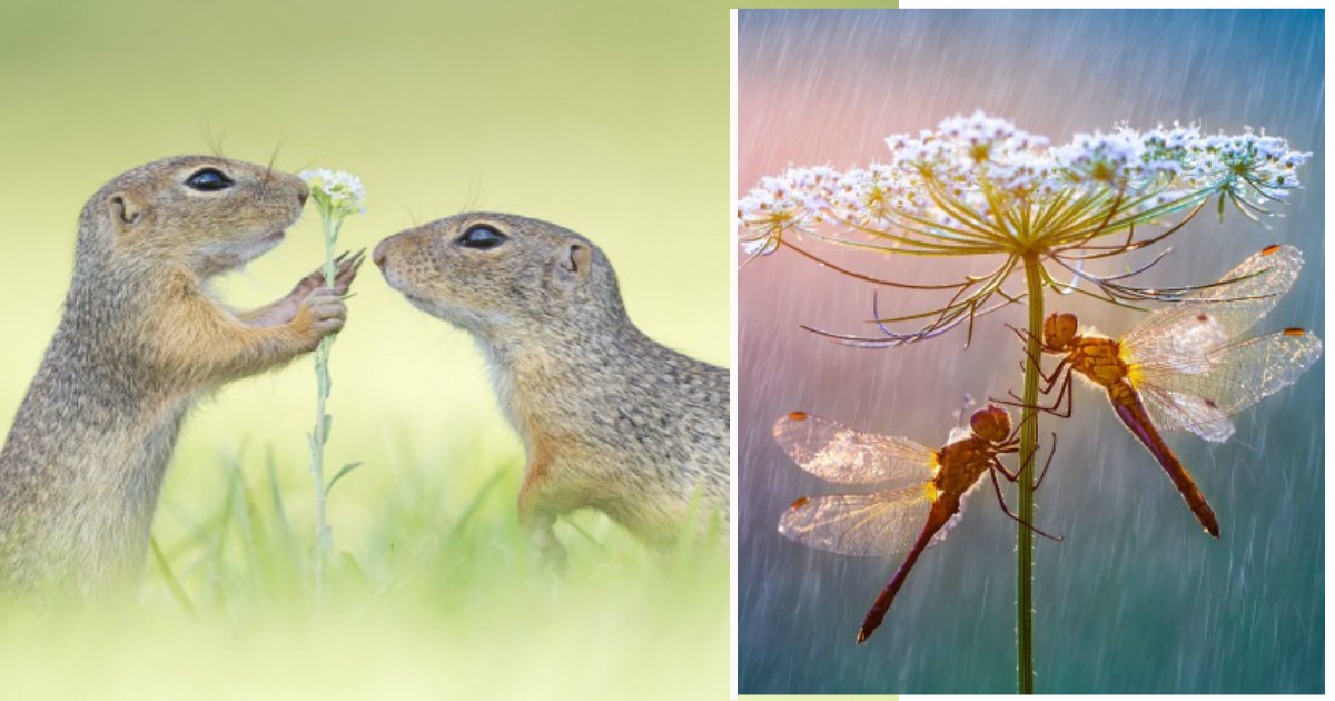 fotosfin.jpg?resize=412,275 - Confira as mais incríveis fotos tiradas em 2017 segundo o Siena International Photo Awards