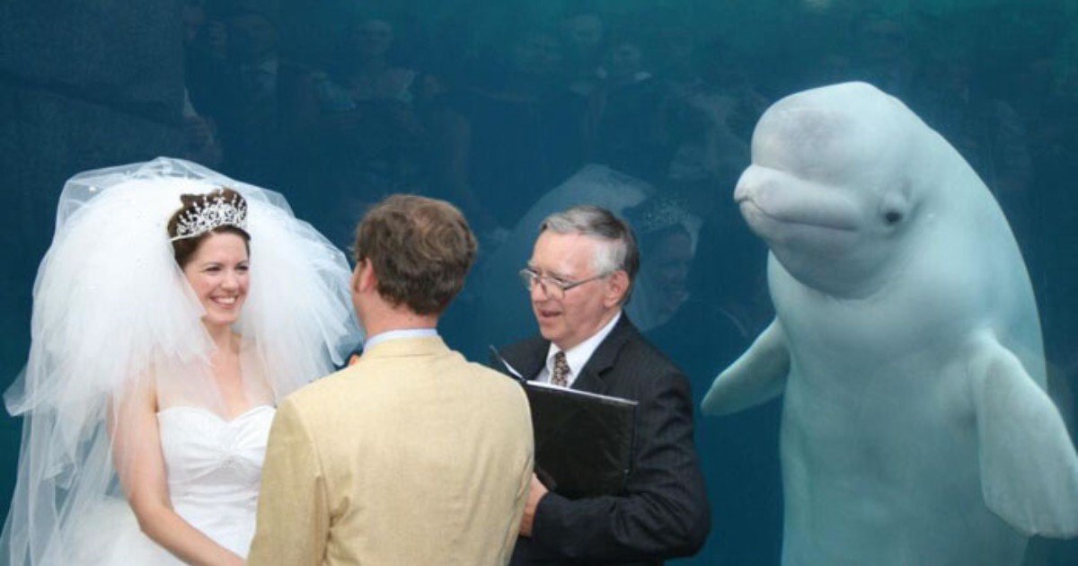 funny wedding photobombs 205 5a016cbd8a616  700 1.jpg?resize=412,275 - 사랑스러운 웨딩 사진을 망친 훼방꾼들