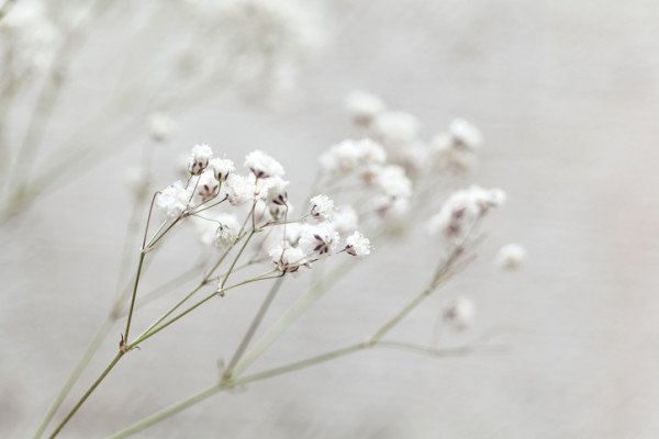 カスミソウの花言葉が人気 その意味は Hachibachi