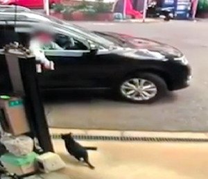 猫をエアガンで撃った容疑