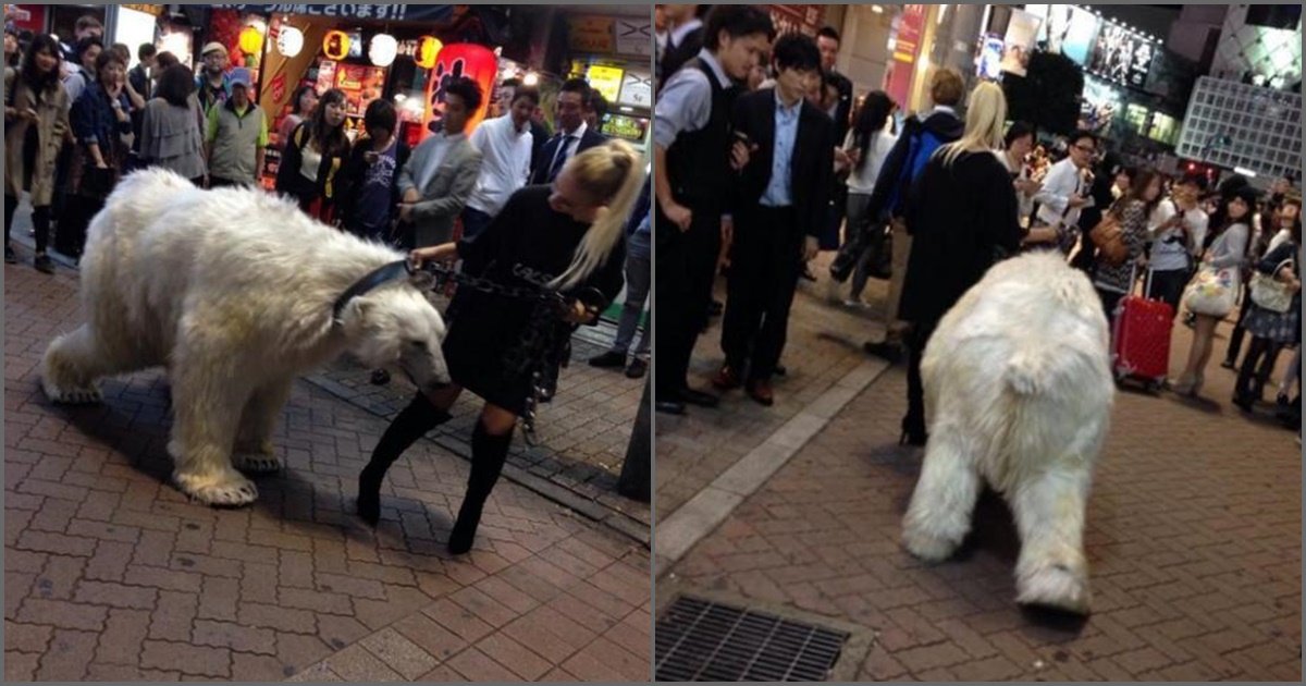 東京にシロクマを連れた美女が現れた Hachibachi