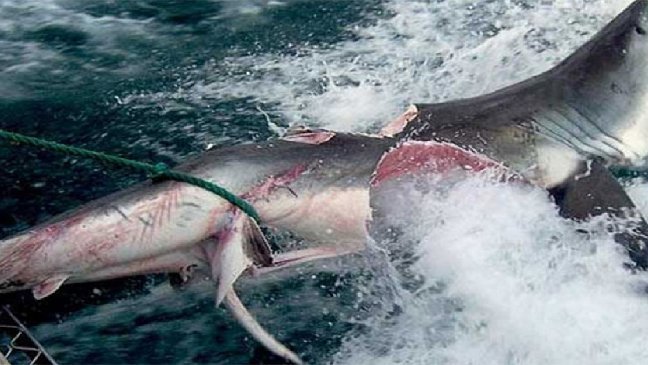 main 3.jpg?resize=412,232 - Ce requin s’est fait dévoré… par un de ses propres congénères !