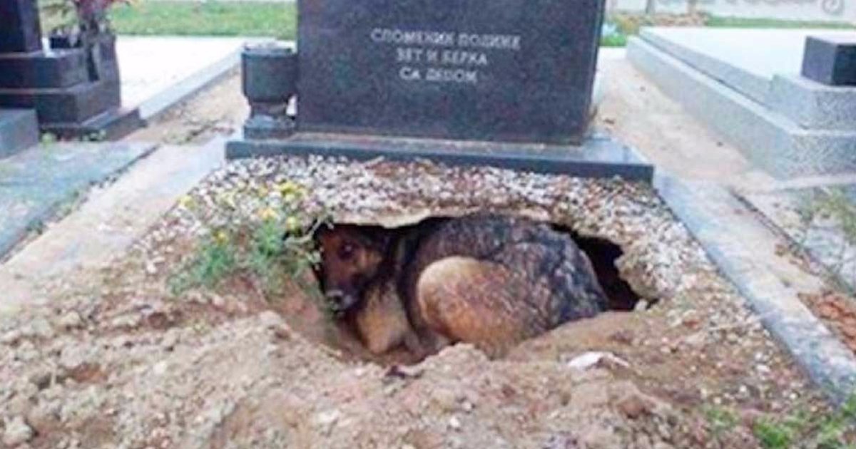 mainphoto chientombe.jpeg?resize=412,232 - Cette chienne réfugiée sur la tombe de son maître cachait en réalité quelque chose.