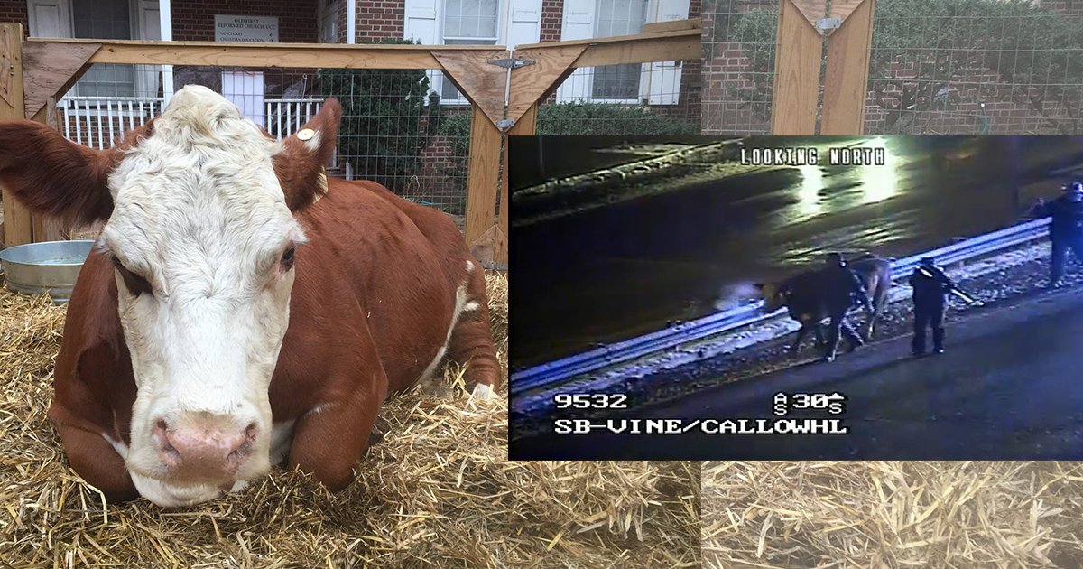 mainphoto vache.jpg?resize=1200,630 - Cette vache s’est enfuie d'une crèche vivante… deux fois !