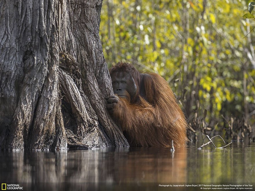 Crédits photo : National Geographic / Jayaprakash Joghee Bojan