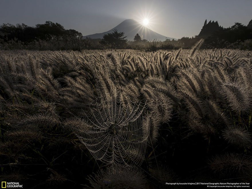 Crédits photo : National Geographic / Kousuke Kitajima