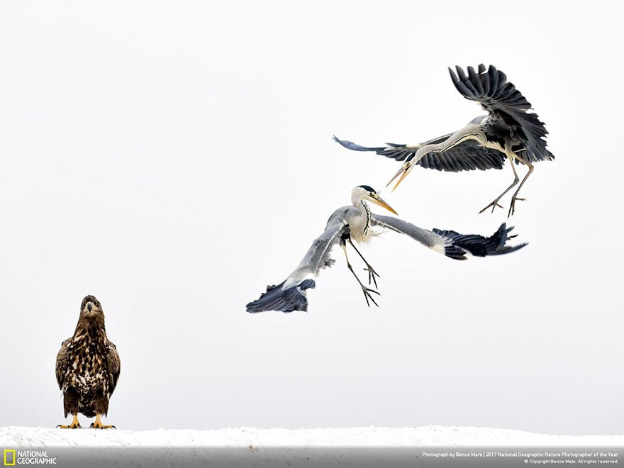 Crédits photo : National Geographic / Bence Mate