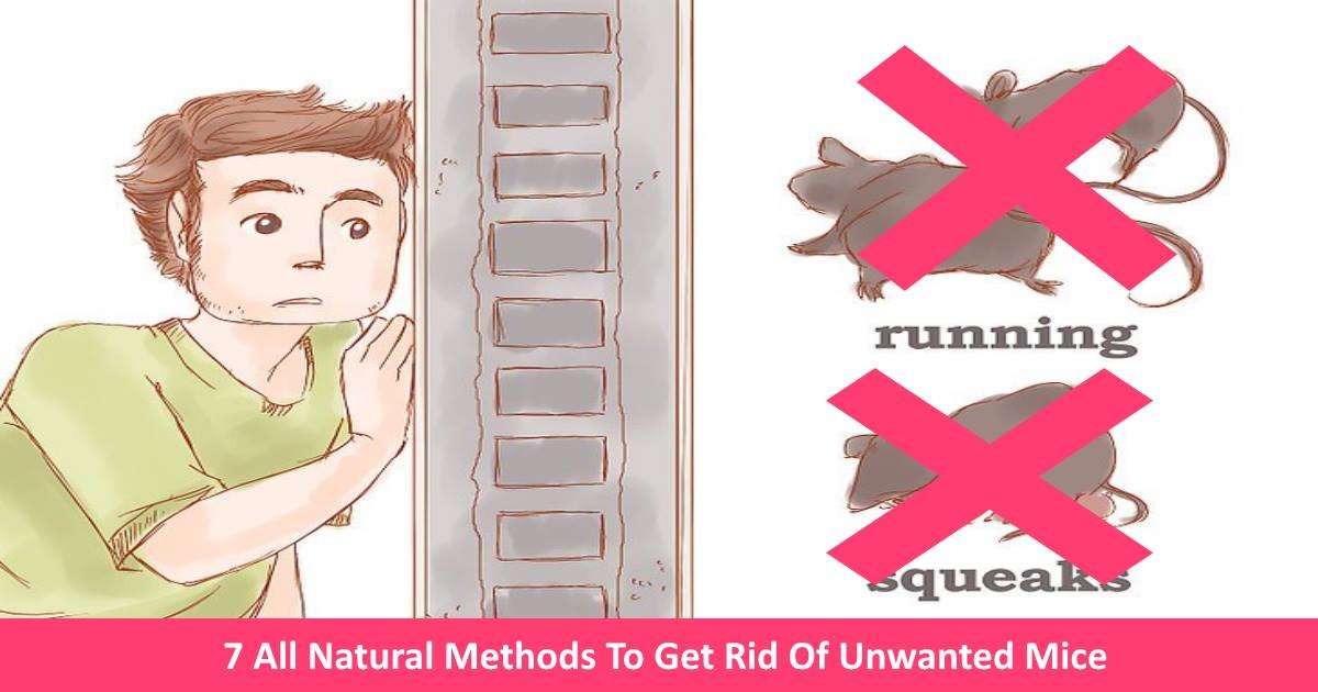 All Natural Way Get Rid Of Mice All Natural Way Get Rid Of Mice