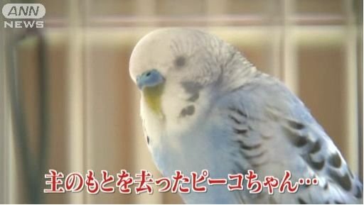 探偵ナイトスクープで放送された怖い依頼 Hachibachi 探偵ナイトスクープで放送された怖い依頼 Hachibachi