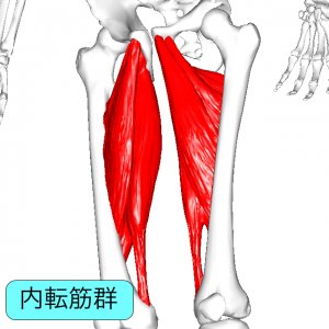 内転筋,痛み에 대한 이미지 검색결과