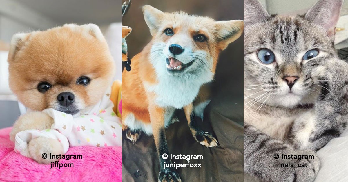 portada 10.jpg?resize=1200,630 - 10 hermosas mascotas que son famosas en Instagram