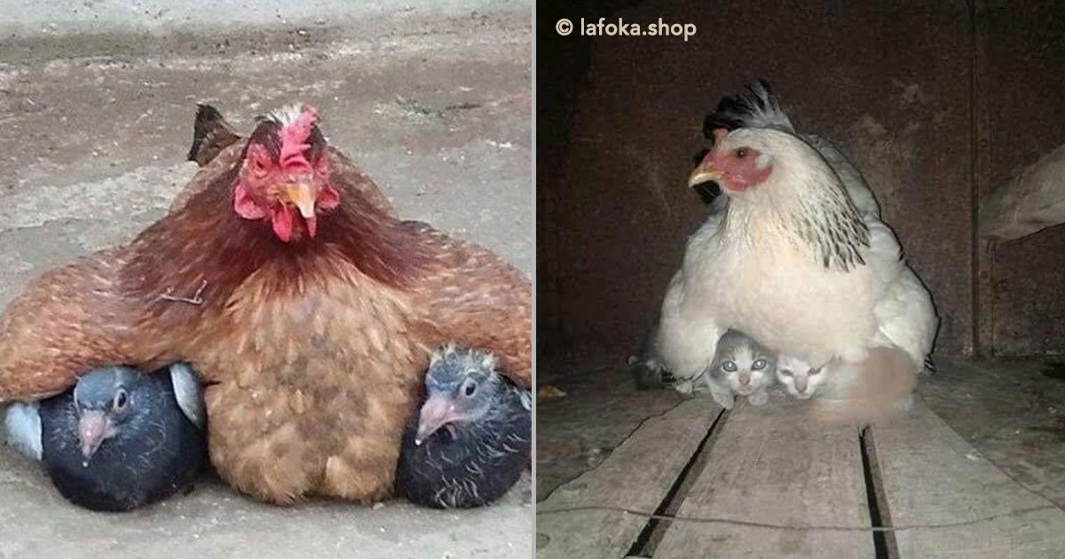 12 Simpaticas Mamas Gallina Que Se Esmeraron En Cuidar A Sus Crias Sin Importar De Que Especie Eran Va A Gustarme