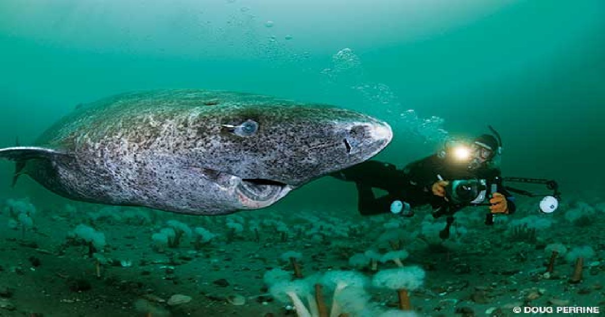 thumbnail sharkkkkkk.png?resize=1200,630 - Tubarão vivo mais antigo é encontrado na Groenlândia, cientistas estimam que tenha 400 anos