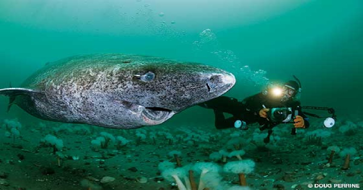 Longest Living Shark Captured In Greenland. Scientists Estimate It To