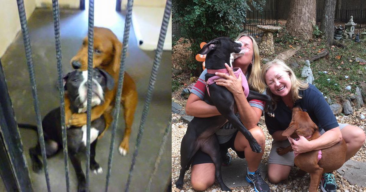 thumbnail5krh.png?resize=1200,630 - Uma postagem na internet acaba salvando a vida de duas cachorrinhas que seriam sacrificadas
