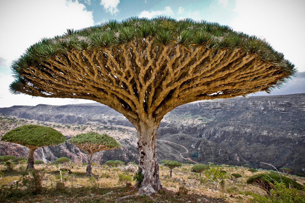 Image result for socotra blood from tree