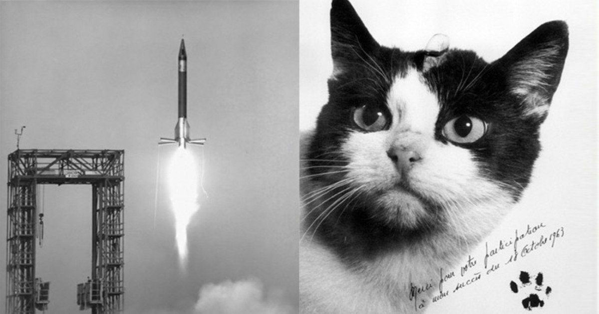 u5q06l48d93203i64y2h.jpg?resize=412,232 - 역사상 최초로 우주 비행한 '고양이'의 최후