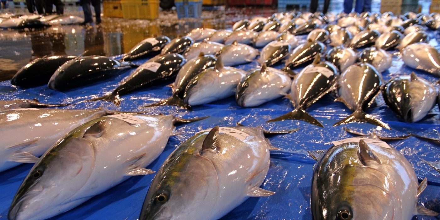 美味しい産地はどこ ブリの知識 Hachibachi 美味しい産地はどこ ブリの知識 Hachibachi