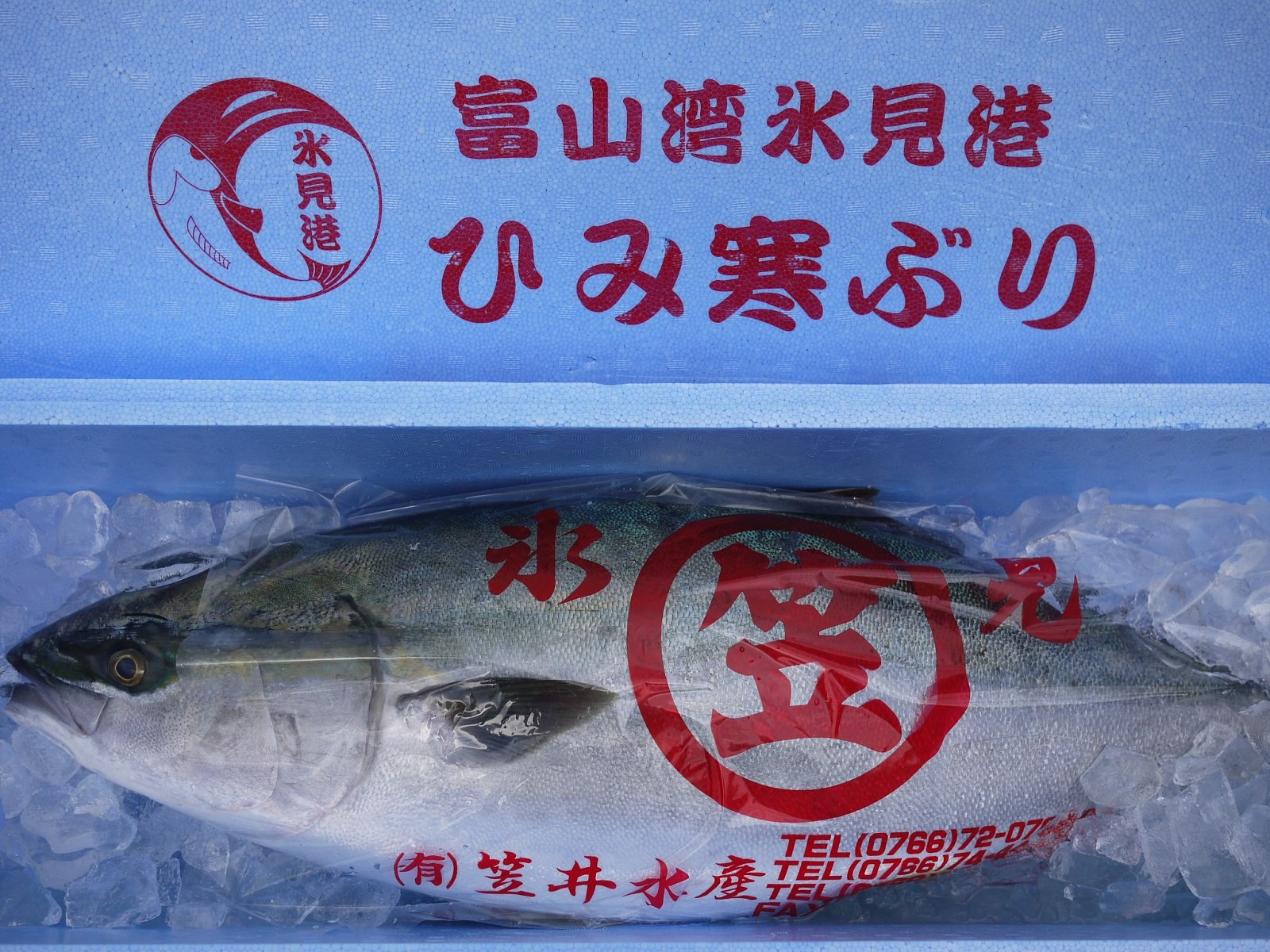 美味しい産地はどこ ブリの知識 Hachibachi 美味しい産地はどこ ブリの知識 Hachibachi