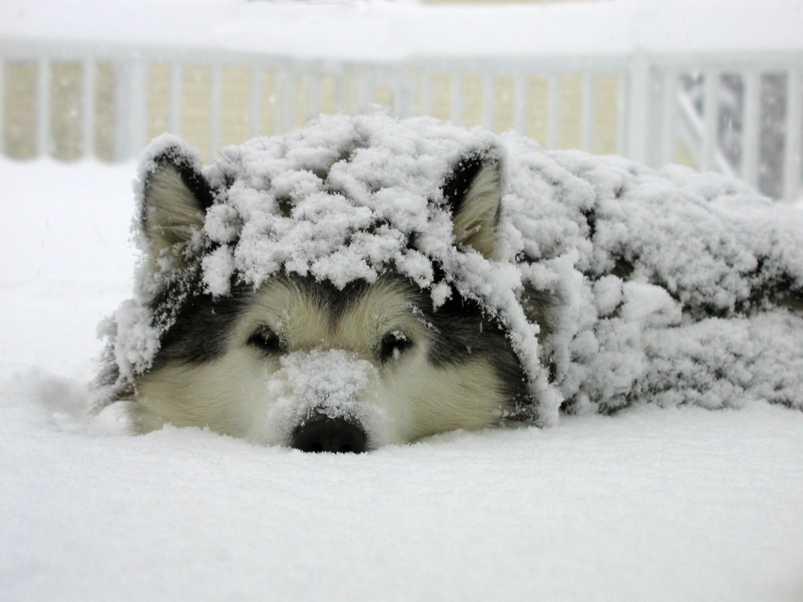 wwnkdxk.jpg?resize=412,275 - Nova lei nos Estados Unidos proíbe que cães sejam mantidos fora de casa em dias de frio intenso