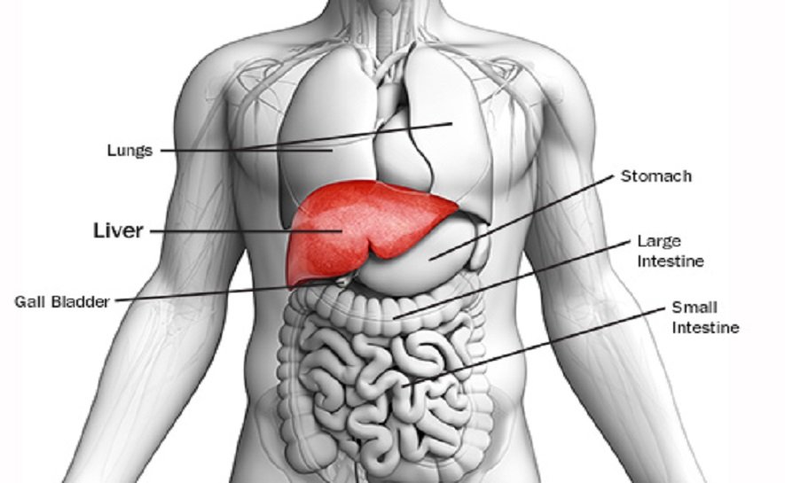 6 Warning Signs From Your Body That Might Indicate You Have A Liver   493ss Getty Rf Liver Anatomy Illustration 