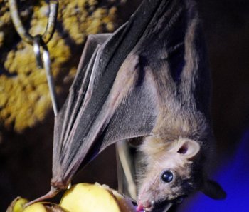 A fruit bat is hanging on a tree at the Amneville zoo, eastern France. Recently, Vampire bats infected with rabies have caused the deaths of several people in a remote part of the Amazonian rainforest. (Jean-Christophe Verhaegen/Getty Images )