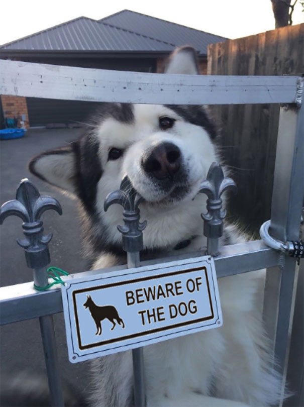 Beware Of The Dog