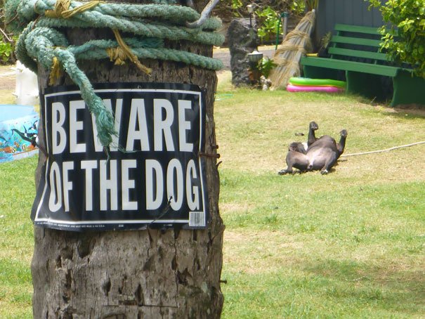 Beware Of The Dog