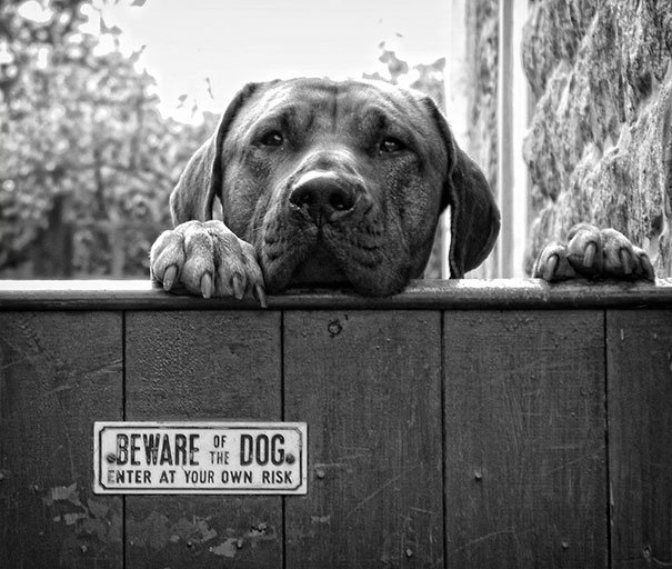 Beware Of The Dog