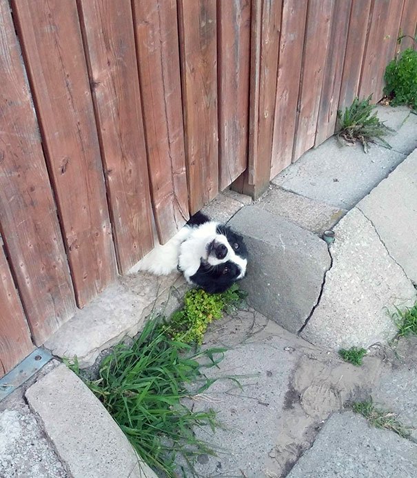 This Is How My Neighbours Dog Gets Attention