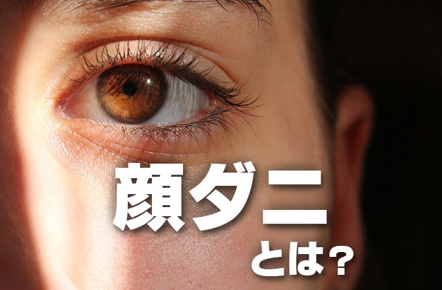 かなり厄介な顔ダニ その症状や治療法について徹底解説します Hachibachi かなり厄介な顔ダニ その症状や治療法について徹底解説します Hachibachi