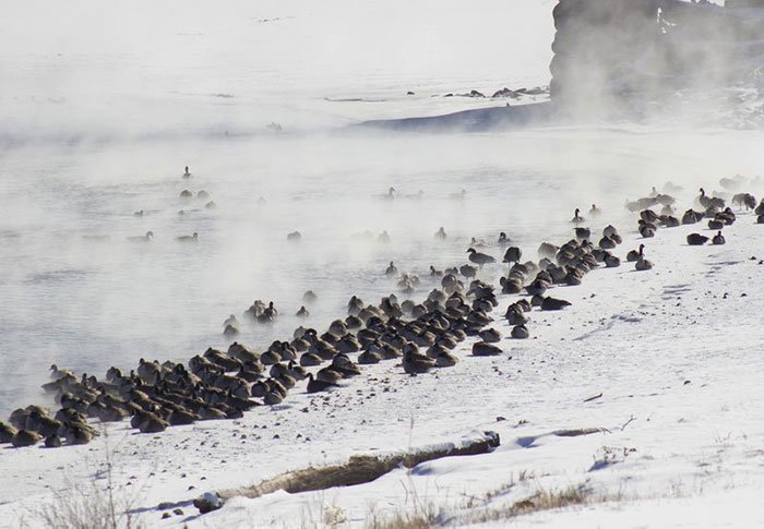 The Bitterly Cold Temperatures Have Reduced The Amount Of Open Water, Concentrating Waterfowl And Eagles Alike In Those Places Where Water Is Running
