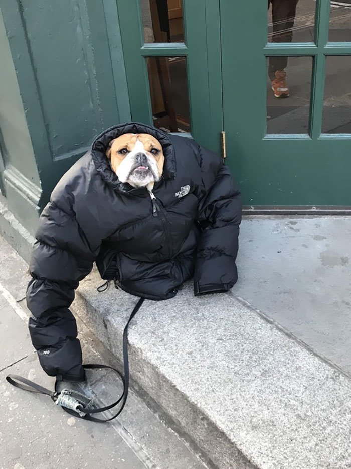 It Was Cold So I Gave My Dog My Jacket