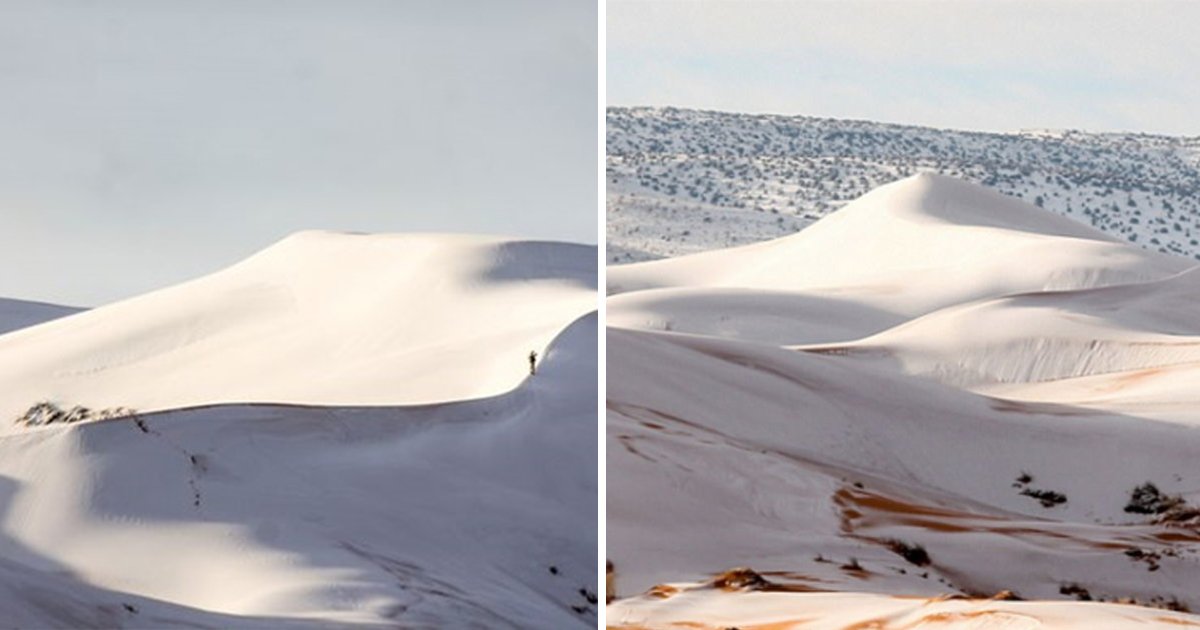 article thumbnail 35.jpg?resize=1200,630 - "온종일 눈 내렸다"...'겨울 왕국'으로 변해버린 사하라 사막 (사진)