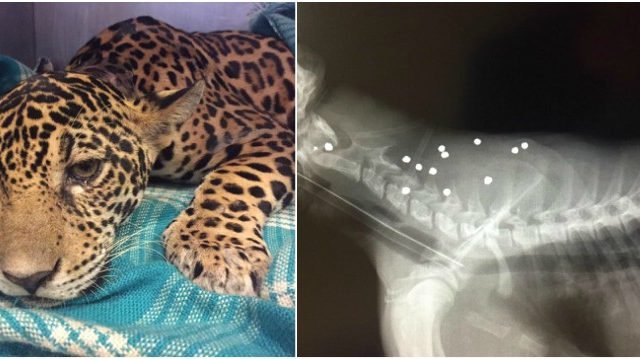 Man spots baby jaguar unable to move. Then the x-ray revealed one disturbing truth