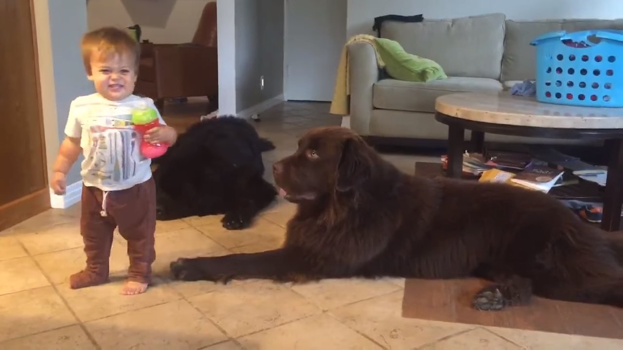 Image result for Tegan is a toddler, who shares an adorable relationship with his Newfoundland, Ralphie.