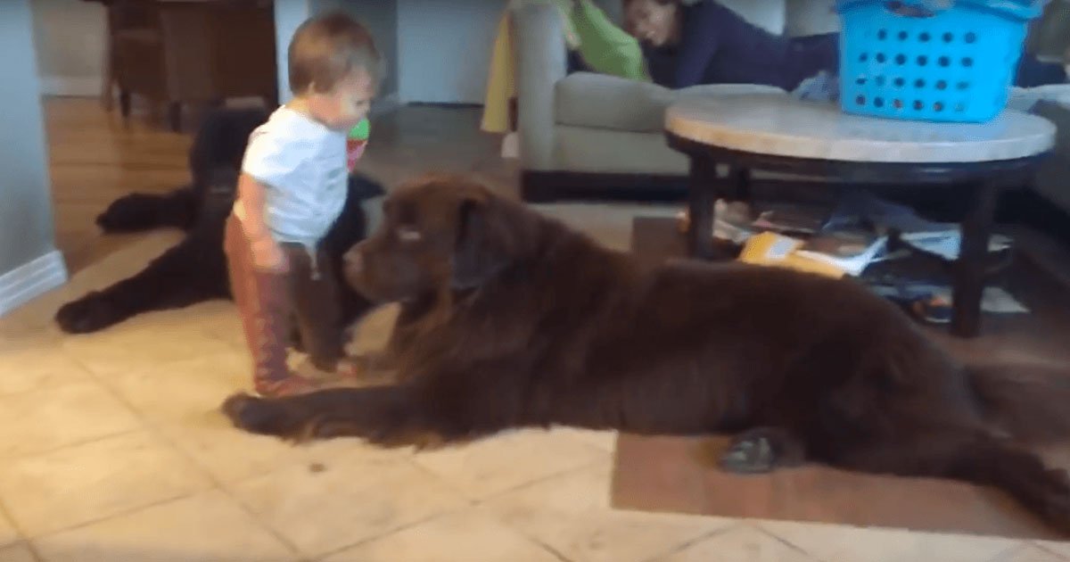Image result for Tegan is a toddler, who shares an adorable relationship with his Newfoundland, Ralphie.