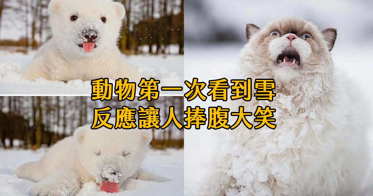 e69caae591bde5908d 1 25.png?resize=412,275 - 當動物們第一次看到下雪？反應有歡笑有淚水，也有嚇到並軌的...