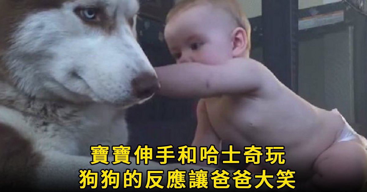 e69caae591bde5908d 1 47.png?fit=1024%2C538&ssl=1&strip=all - 寶寶爬到哈士奇身邊玩耍，原以為狗狗會生氣，想不到結果竟然是...