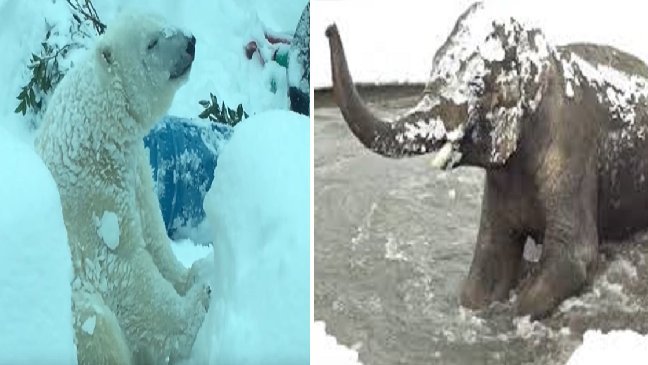 ec8db8eb84ac12 6.jpg?resize=412,232 - [Vidéo] Les animaux de ce zoo se plaisent dans la neige!