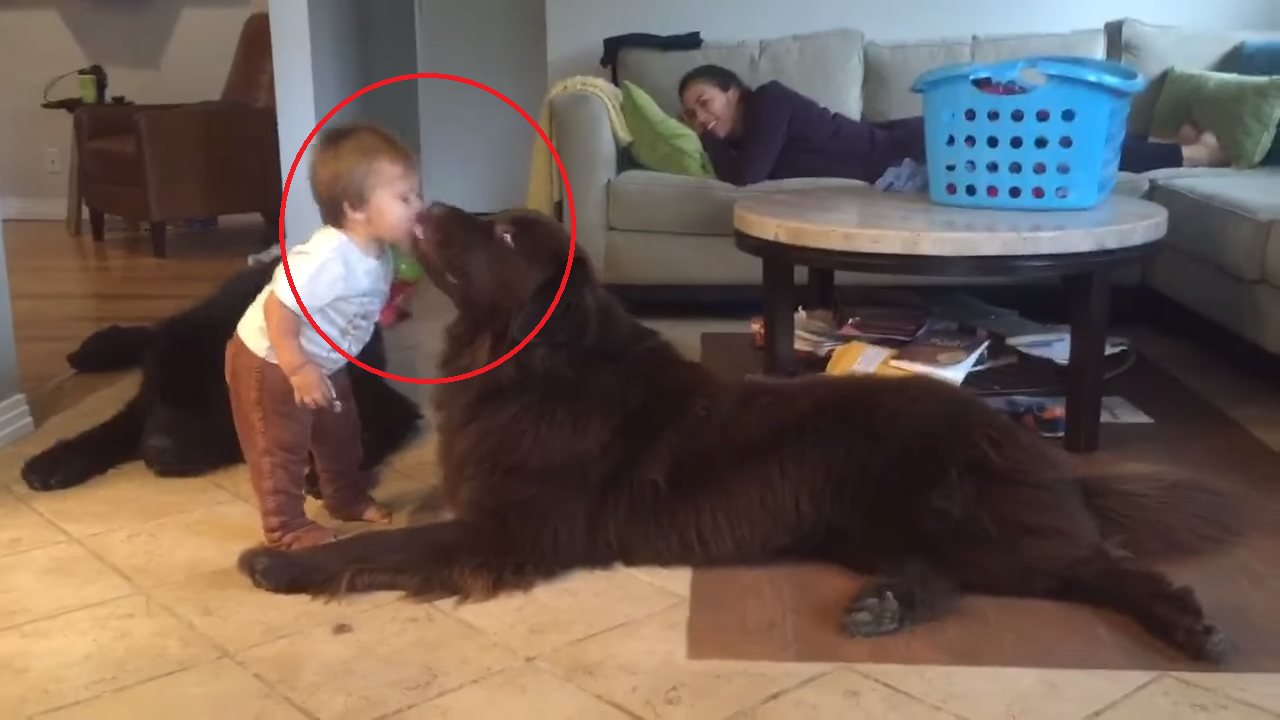 eca09cebaaa9 ec9786ec9d8c 17.png?resize=1200,630 - Toddler Surprised When The Dog He Kissed Licked Him Back