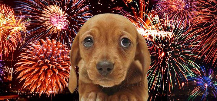 fireworks-and-dogs