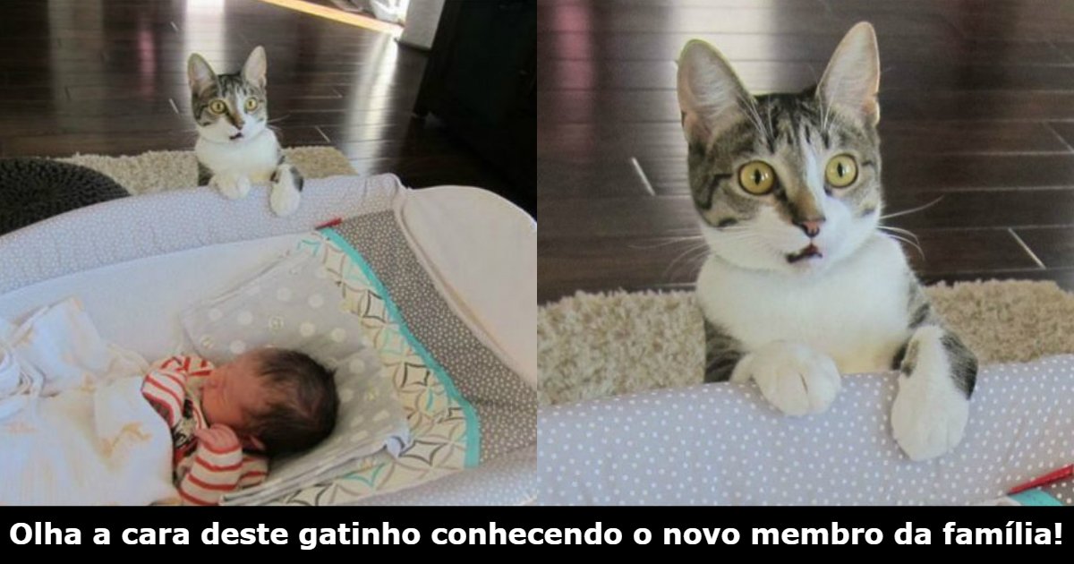 gatinha.jpg?resize=412,275 - Momentos de animais que foram clicados fazendo coisas pela primeira vez com as melhores (e + fofas) reações