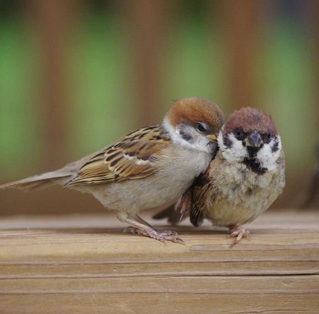 野生の雀 の飼い方에 대한 이미지 검색결과