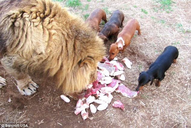 Image result for Huge Lion and Tiny Dachshund Face Each Other
