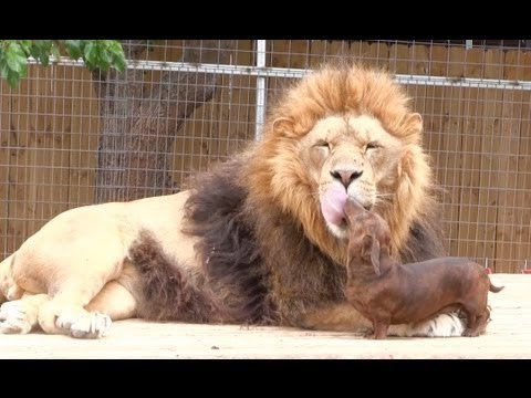 Image result for Huge Lion and Tiny Dachshund Face Each Other