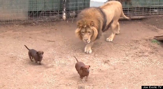 Image result for Huge Lion and Tiny Dachshund Face Each Other